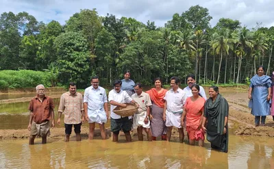 പുളിന്താനം പാടശേഖരത്തിൽ മുണ്ടകൻ നെൽകൃഷിയുടെ ഉദ്ഘാടനം നിർവഹിച്ച് മാത്യു കുഴലനാടൻ എംഎൽഎ